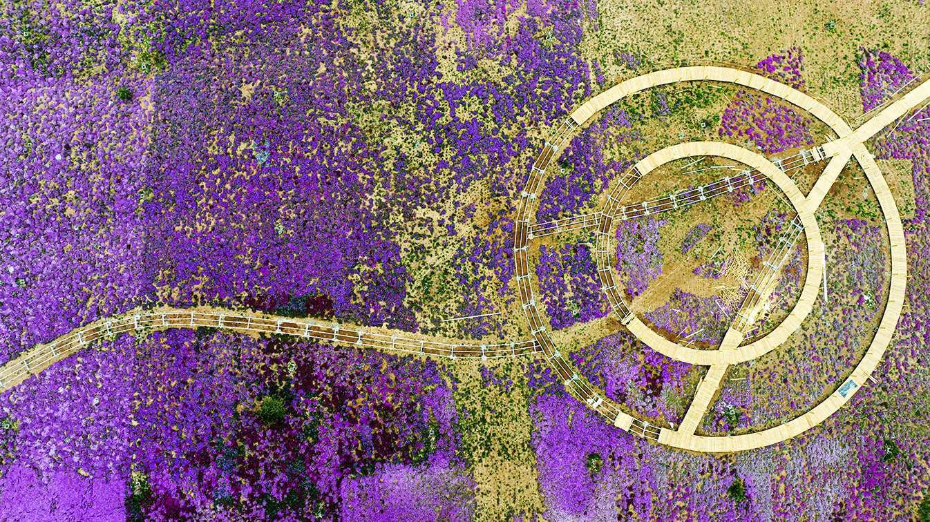 邯鄲市復興區(qū)德豐生態(tài)園的300畝芝櫻花進入最佳觀賞期。放眼望去，五彩音符和豎琴造型下的芝櫻花恰似披上了一層色彩斑斕的錦緞，蔚為壯觀。聶長青攝