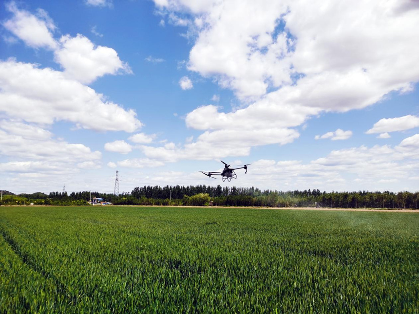 河北省遷安市扣莊鎮(zhèn)海沃之豐合作社利用植保無(wú)人機(jī)進(jìn)行“一噴三防”作業(yè)。 張友青攝
