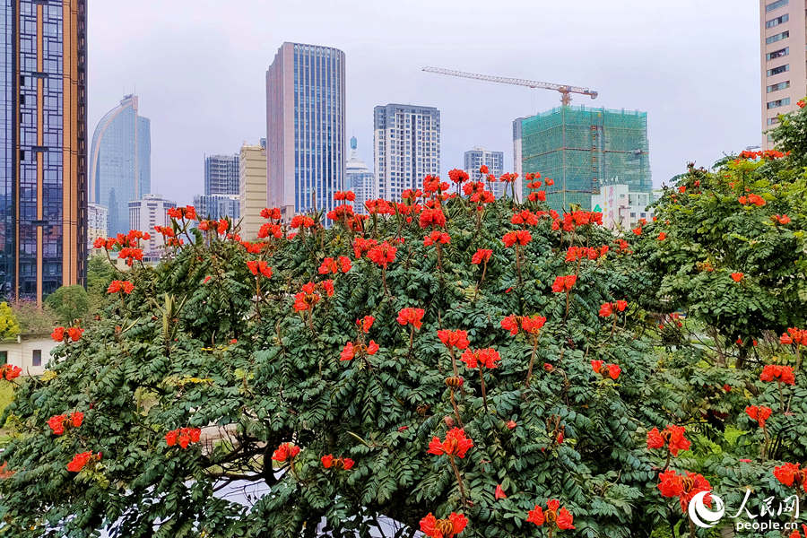 廈門火焰木進入盛放期。人民網(wǎng) 陳博攝