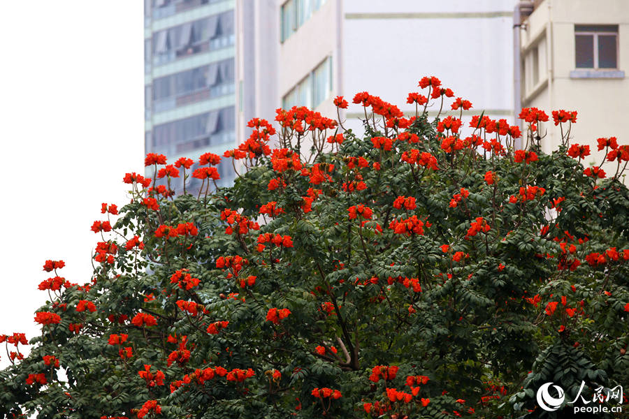 廈門市金榜公園旁的火焰木滿樹繁花。人民網(wǎng) 陳博攝