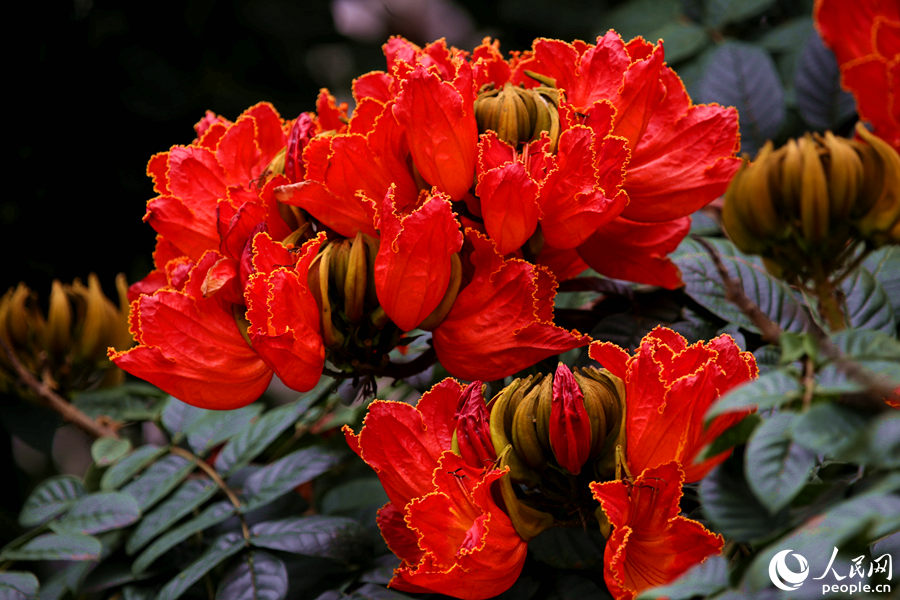 一朵朵紅花在枝葉頂端綻放。人民網(wǎng) 陳博攝