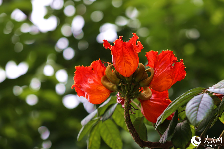 火焰木花冠呈鐘形。人民網(wǎng) 陳博攝
