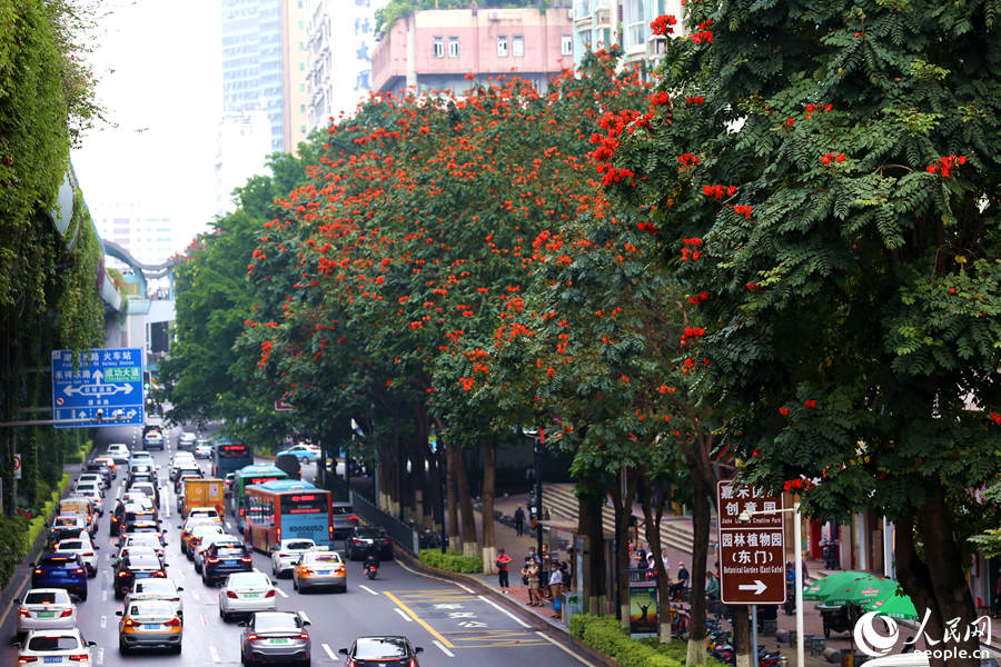 廈禾路兩側(cè)的行道樹頂猶如披上一層紅紗。人民網(wǎng) 陳博攝