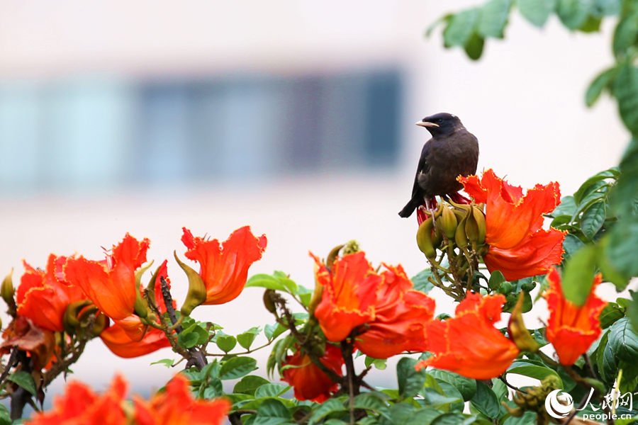 一只小鳥在火焰木花朵間眺望。人民網(wǎng) 陳博攝