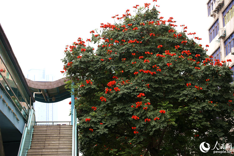 廈門市金榜公園BRT站旁的火焰木。人民網(wǎng) 陳博攝