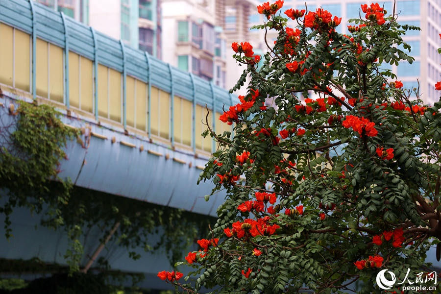 火焰木樹高10米以上，高度與BRT高架橋相當。人民網(wǎng) 陳博攝