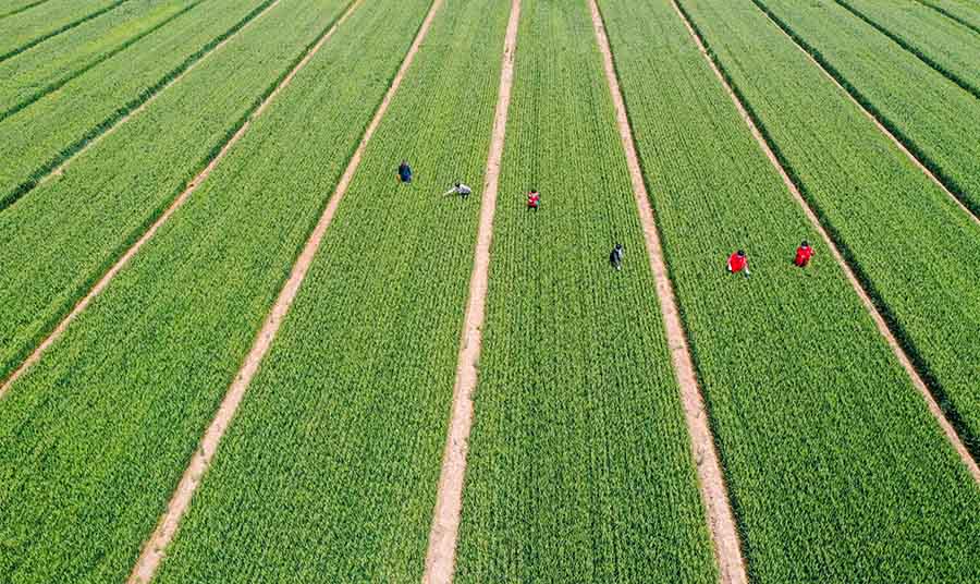 山東省鄒平市蔡家村高標準農田，農民在進行去雜作業(yè)。
