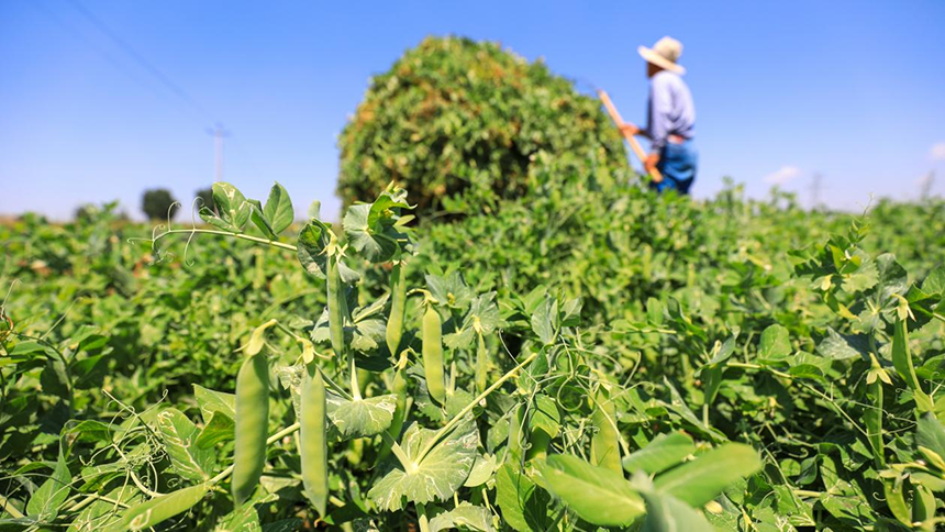 河北省唐山市灤南縣宋道口鎮(zhèn)崔董各莊村農(nóng)民在田間收獲豌豆。張永新攝
