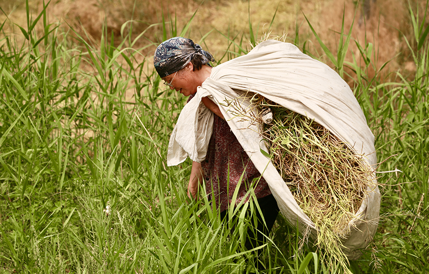 村民在收割油菜花，臉上綻放著豐收的喜悅。陳英華攝