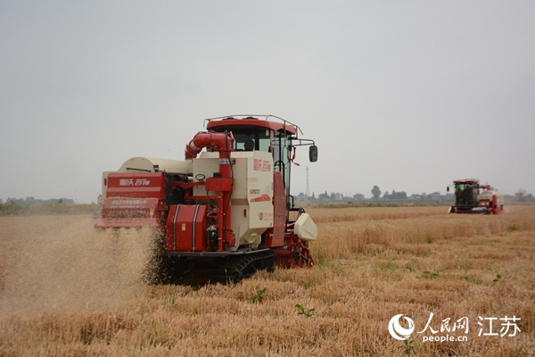 5月下旬，勝利圩高標準農(nóng)田內(nèi)，大型收割機作業(yè)。韋東寧攝