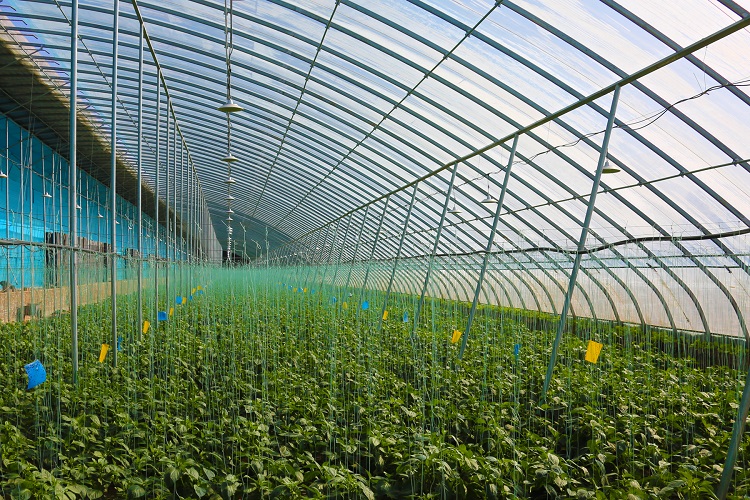 智慧蔬菜富民生。