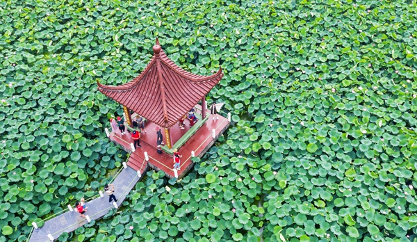 圖為金湖萬畝荷花蕩。陳義寶攝