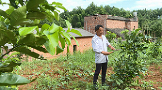 泉塘村村民正在修剪柚子樹樹枝。單位供圖