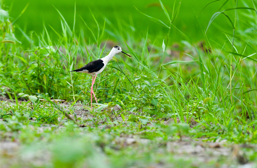 生態(tài)綠屏修復完成，吸引眾多野生動物在此棲息繁衍。翟鑫彬攝