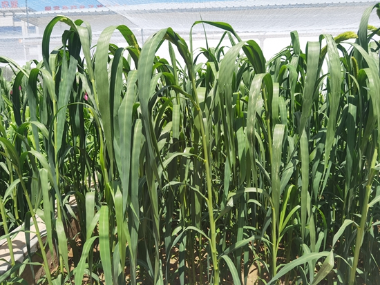 河北省張家口農(nóng)科院試驗(yàn)田中的“張雜谷”正在茂盛生長(zhǎng)。 受訪者供圖