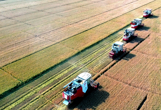 今年6月，河北省衡水市阜城縣碼頭鎮(zhèn)戈家墳村的麥田里，大型聯(lián)合收割機(jī)“組團(tuán)”作業(yè)。 苗鳳強(qiáng)攝