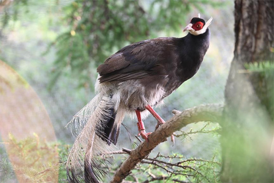 小五臺山國家級自然保護區(qū)繁育基地中的褐馬雞。姚偉強攝