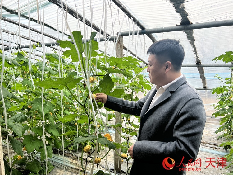 西青區(qū)辛口鎮(zhèn)大杜莊村黨總支書記、村委會主任畢紅鴿介紹當下大棚里種植的造型奇特的文玩葫蘆。  人民網 孫翼飛攝