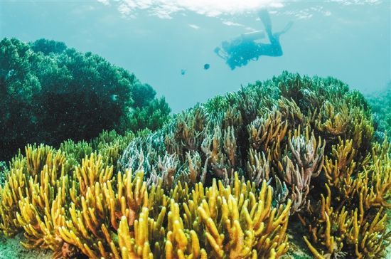 在三亞蜈支洲島附近海域，游客在體驗海底美景。 本報記者 武威 通訊員 韋尚婷 攝