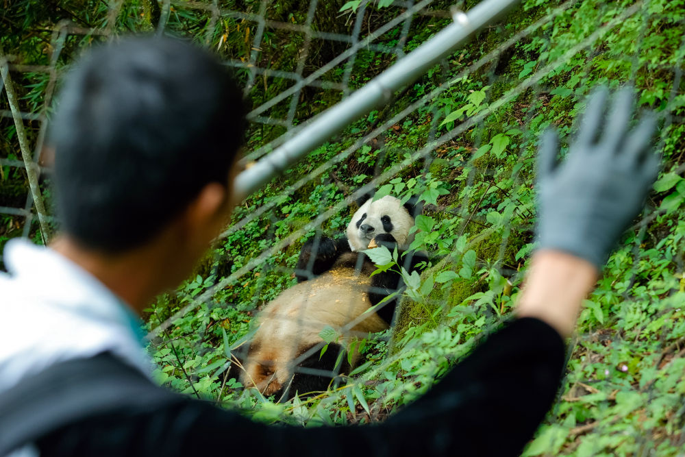 鏡觀·回響丨西部生態(tài)建設(shè):以高水平保護(hù)支撐高質(zhì)量發(fā)展