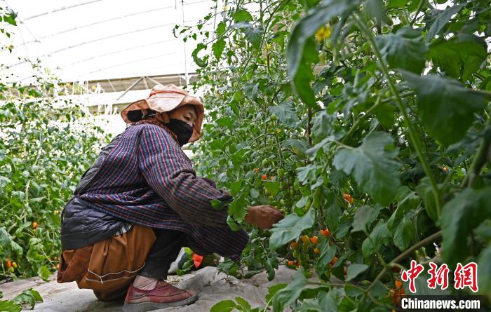 圖為巴珍在地里勞作。　趙朗 攝