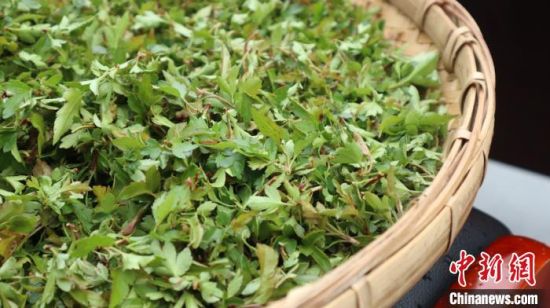 圖為班瑪藏雪茶?！O睿 攝