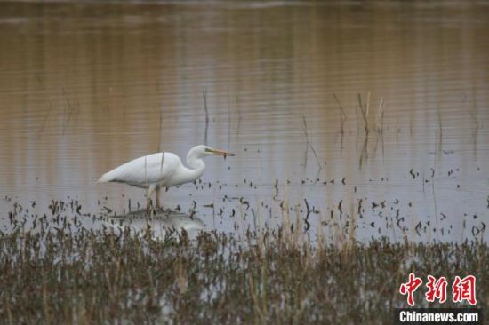 圖為大白鷺?？婶斂撕?托素湖自然保護區(qū)服務中心供圖 　　