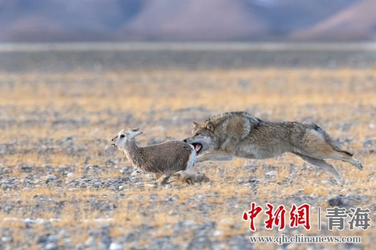 圖為獲獎作品。同海元供圖