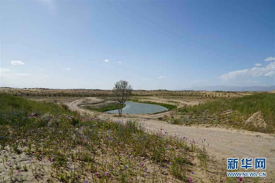 （決戰(zhàn)決勝脫貧攻堅·圖文互動）（4）高原鄉(xiāng)鎮(zhèn)沙珠玉 治沙斗貧成“綠?！薄嗪Ｊ」埠涂h沙珠玉鄉(xiāng)采訪見聞