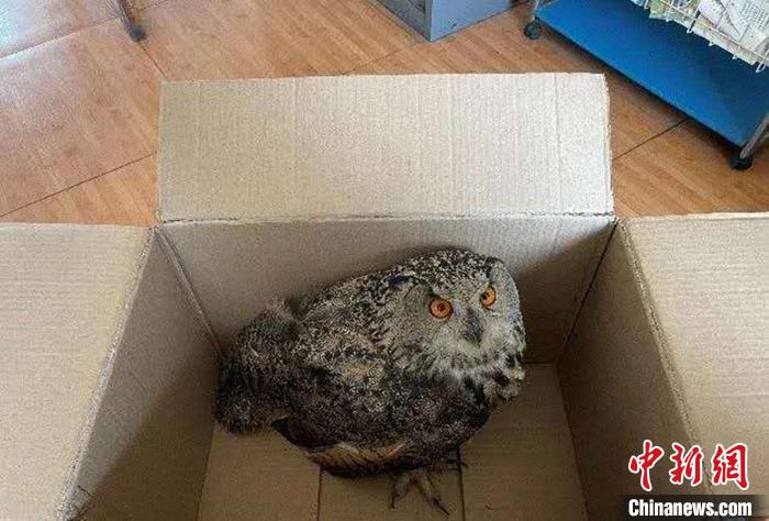 圖為青海省西寧市大通縣公安局森林警察大隊民警救助的國家二級保護(hù)野生動物——雕鸮?！∏嗪Ｊ」矎d森林警察總隊供圖 攝