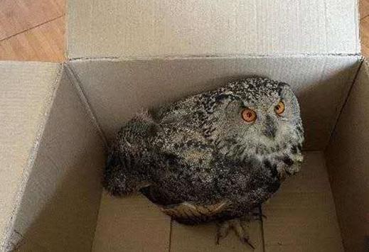 圖為青海省西寧市大通縣公安局森林警察大隊民警救助的國家二級保護野生動物——雕鸮?！∏嗪Ｊ」矎d森林警察總隊供圖 攝