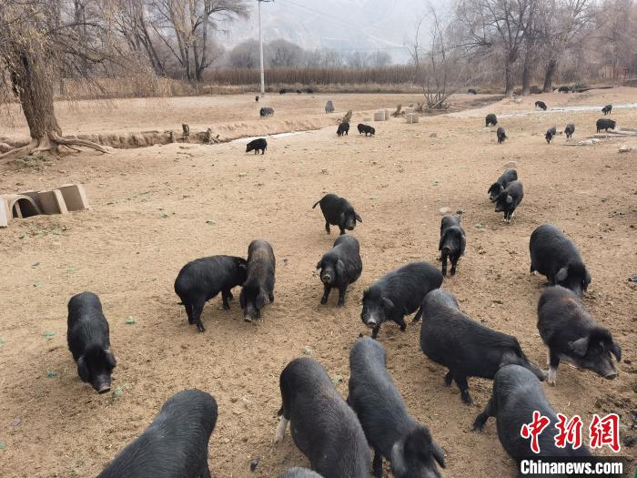 圖為藏香豬?！∑钤鲚?攝