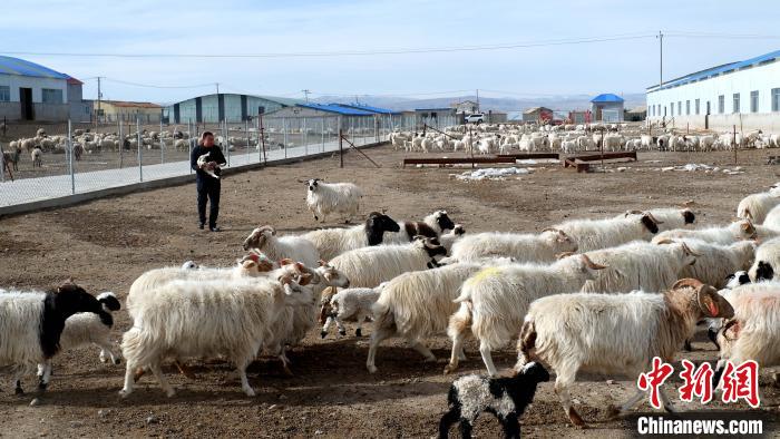 圖為馬金山查看羊羔長勢。　李雋 攝