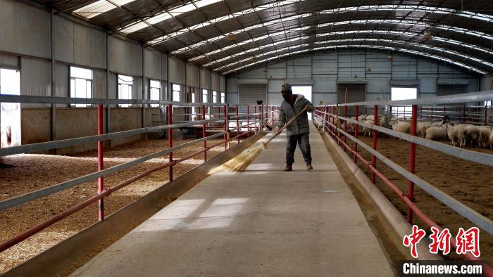 圖為放牧員扎布拉正在打掃羊棚衛(wèi)生?！±铍h 攝