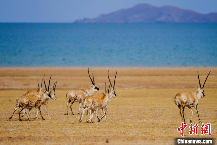 圖為西藏藏羚羊在色林錯(cuò)湖邊覓食，隨著保護(hù)措施的不斷加強(qiáng)，如今西藏藏羚羊種群數(shù)量獲得恢復(fù)性增長(zhǎng)。　江飛波 攝