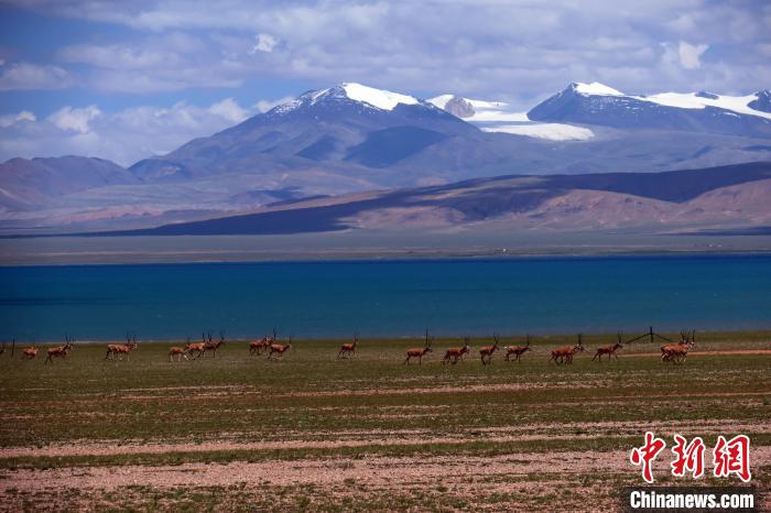 從317國(guó)道遠(yuǎn)眺達(dá)則錯(cuò)，湖岸藏羚羊與雪山美景令人矚目。　<a target='_blank' ><p  align=