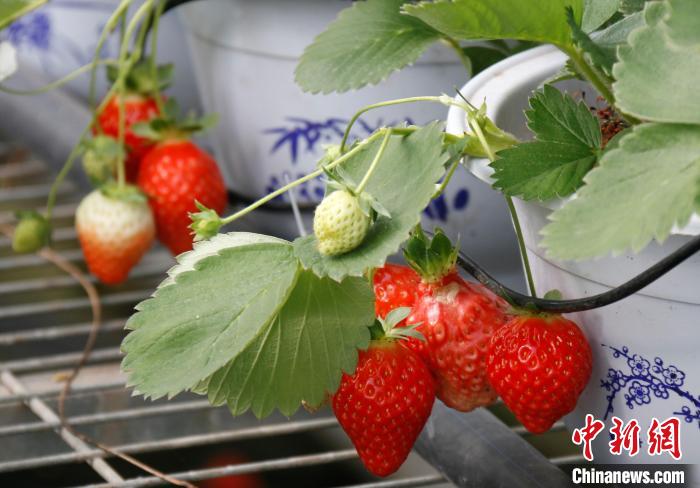 青?；ブ捍蛟烊珖?guó)最大高原草莓種苗繁育中心