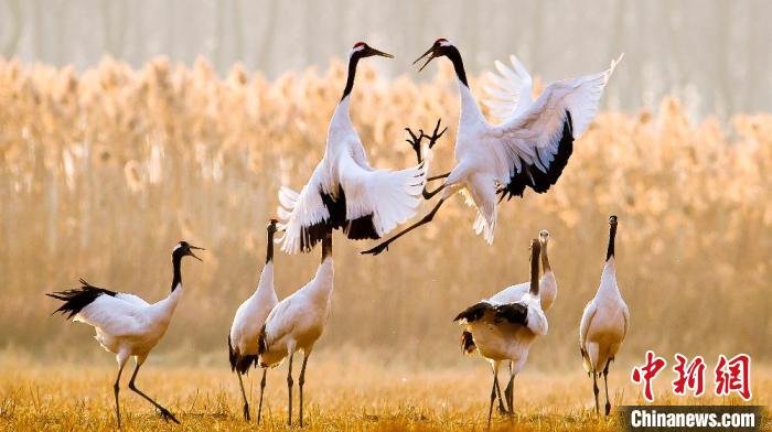 江蘇鹽城黃海濕地上的丹頂鶴?！←}城市委宣傳部供圖