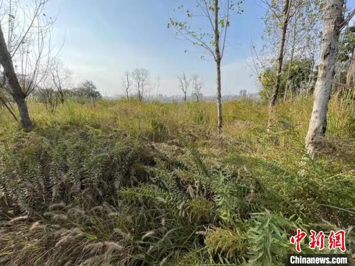 發(fā)現(xiàn)的加拿大一枝黃花。　楊波 攝