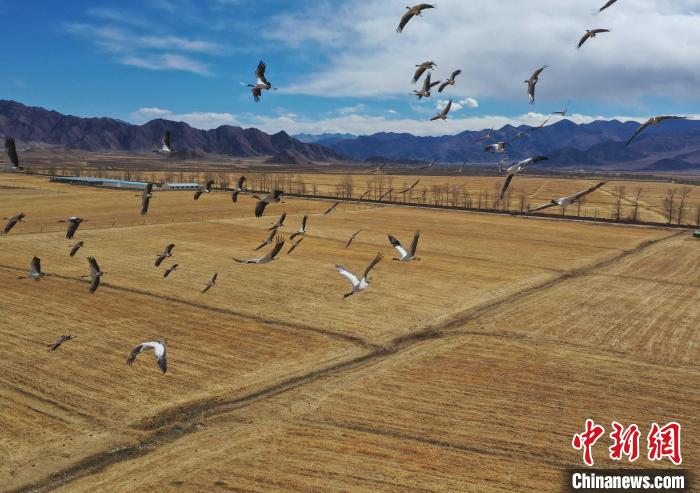 圖為黑頸鶴在拉薩市林周縣境內(nèi)飛翔。　貢嘎來(lái)松 攝