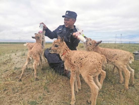 生命禁區(qū)的超級(jí)“奶爸”。