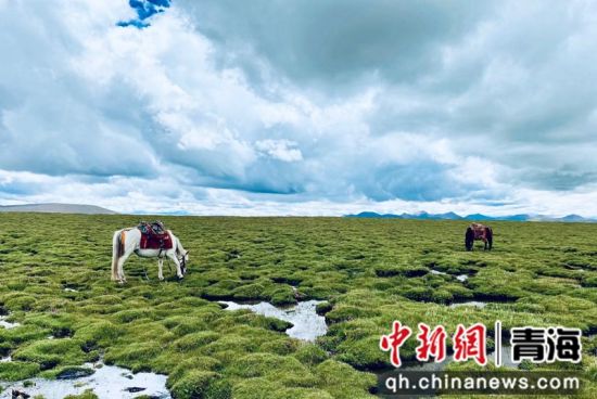 圖為長江南源沼澤濕地。李江寧攝