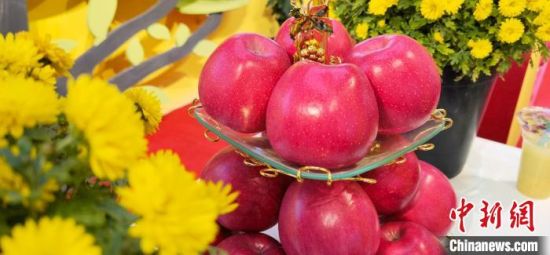 2021年10月15日，中國蘋果首屆產(chǎn)銷峰會暨甘肅平?jīng)龉焚Q(mào)易大會在平?jīng)鍪徐o寧縣開幕。(資料圖) 魏建軍 攝