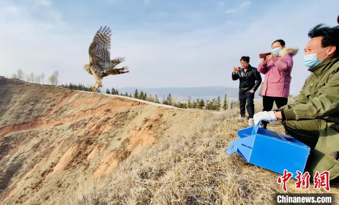 青海：救助、放歸四只國(guó)家二級(jí)保護(hù)野生動(dòng)物
