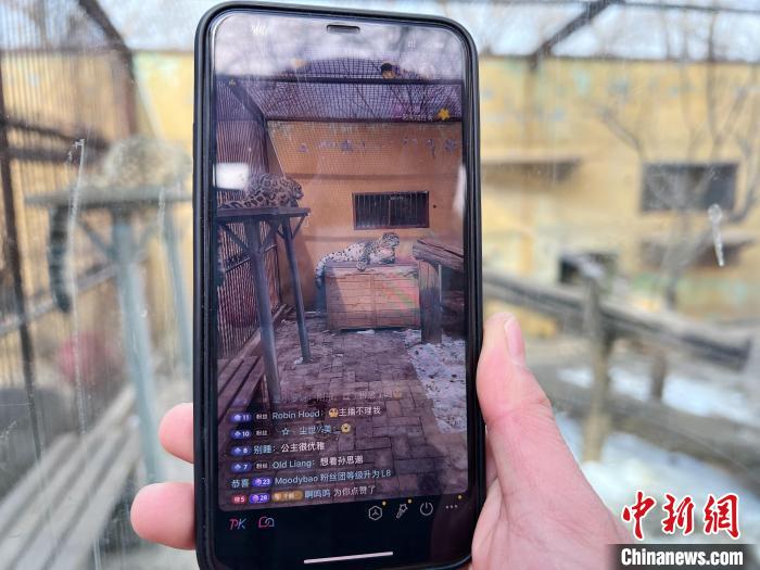 圖為雪豹“奶爸”史壽軍正在直播?！●R銘言 攝