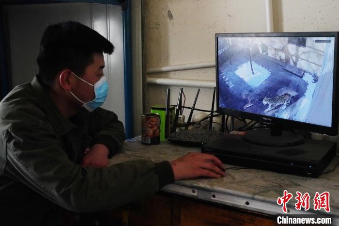 圖為雪豹“奶爸”史壽軍通過監(jiān)控察看雪豹情況。　馬銘言 攝