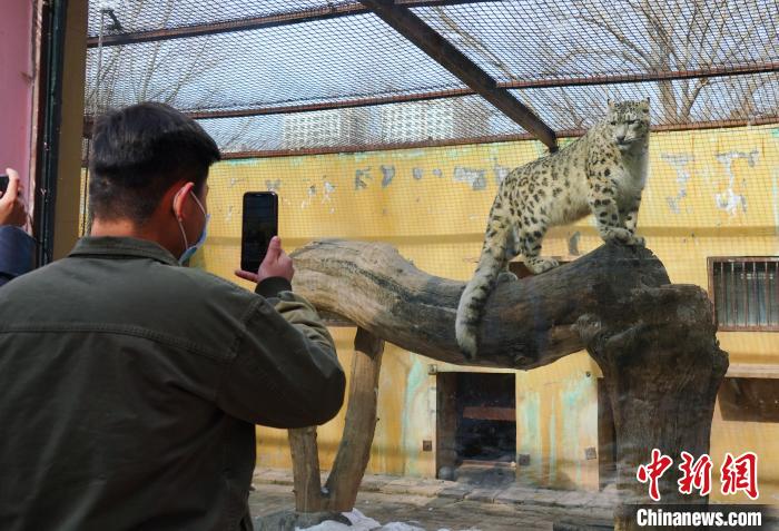 圖為雪豹“奶爸”史壽軍正在直播?！●R銘言 攝