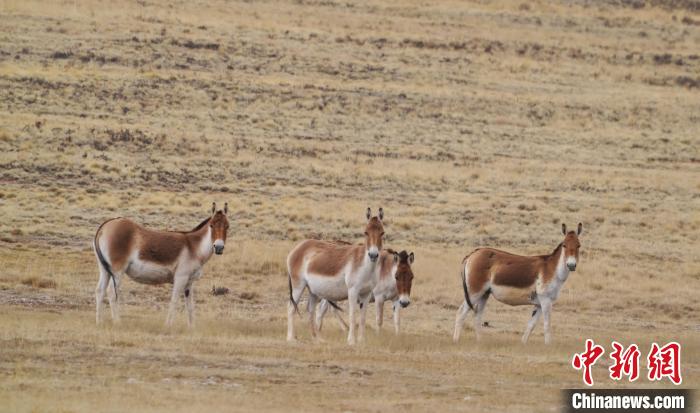 圖為草地上的西藏野驢?！“簿S斌 攝