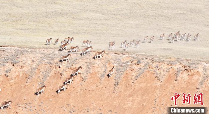 圖為西藏野驢奔跑在山間?！∥溲┓?攝