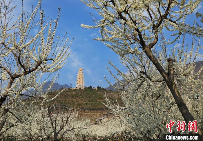 潔白的李花與碉樓交相輝映，勾勒出一幅美麗的和諧生態(tài)畫卷?！『吻搴?攝